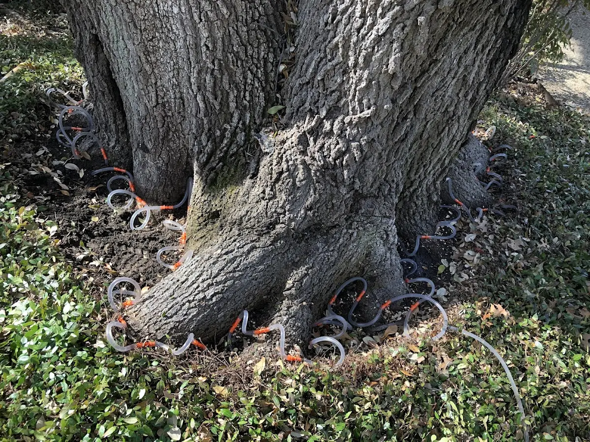 Detailed Tree Cabling and Bracing job site in Hood